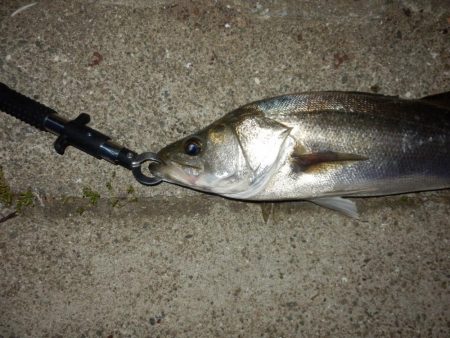 水面爆発‼イナッコ⁇パターンか、、、　